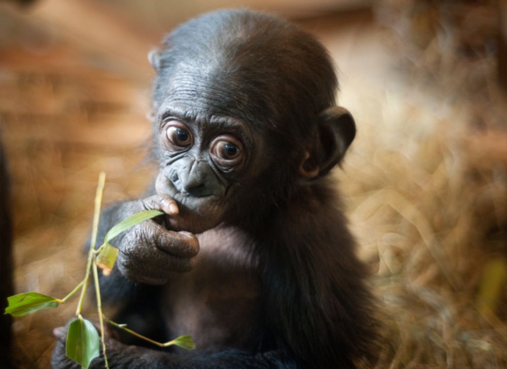 Save the Bonobos' rainforest home