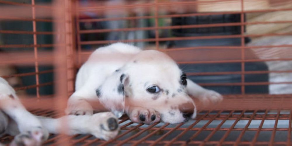 Sign Petition:  Ban the sale of puppy mill dogs at pet stores to end this cruel industry for good.