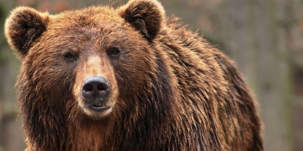 Sign Petition: Stop the Massacre of Sweden's Brown Bears. Demand an End to This Brutal Cull!