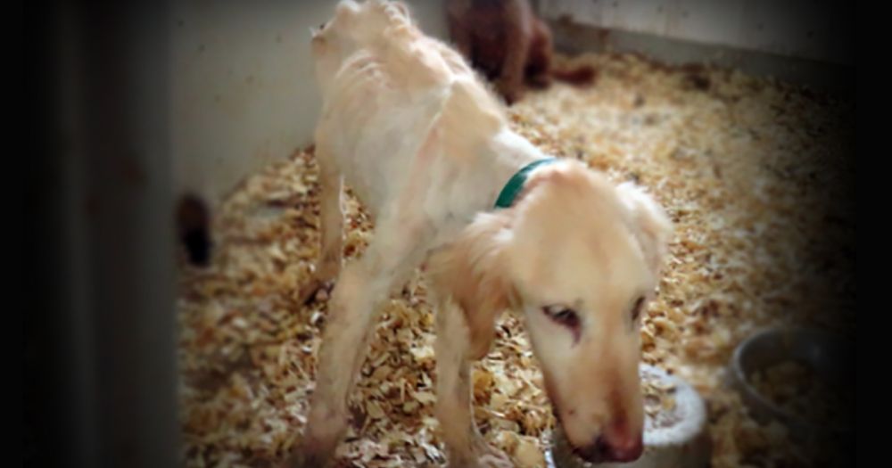 USA: Support Goldie’s Act to Protect Dogs in Puppy Mills