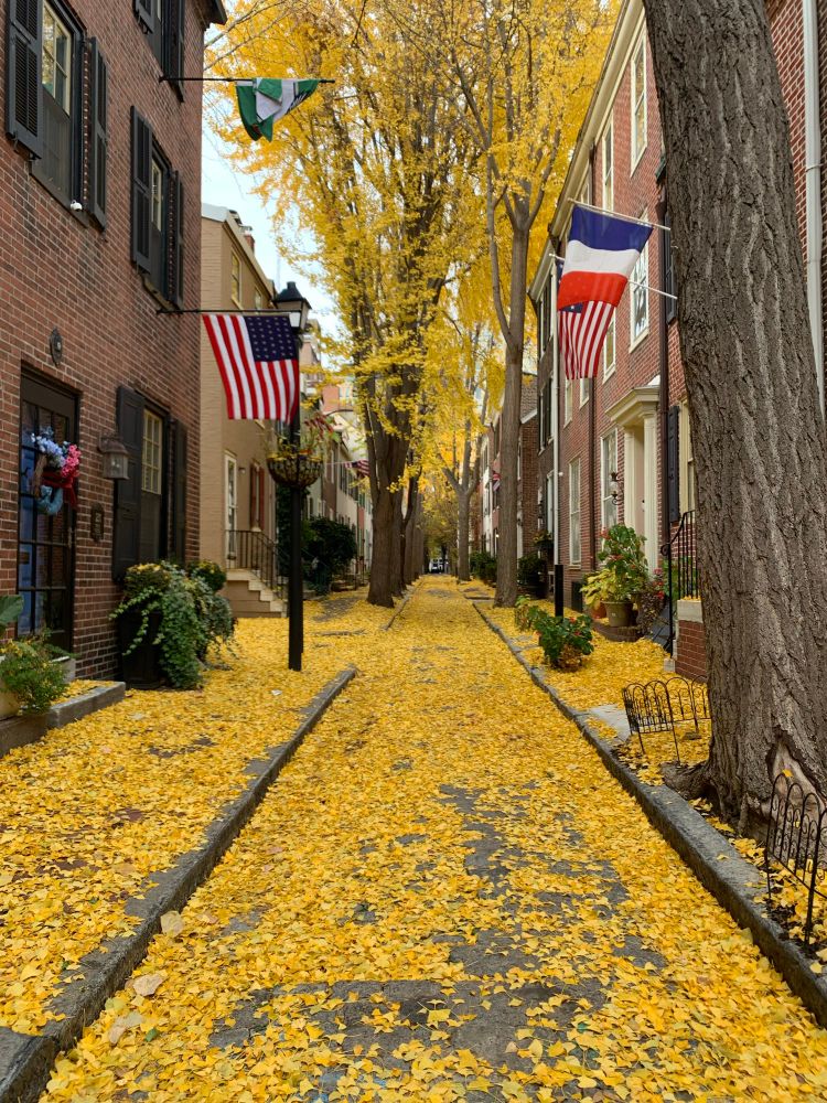 Alleyway awash in ginkgo leaves with trees looming above.
