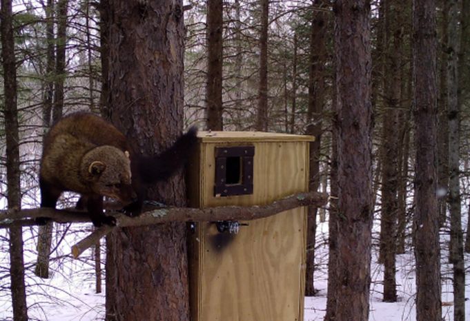A fisher standing outside of a fisher den box in a red pine forest during the day in winter.
