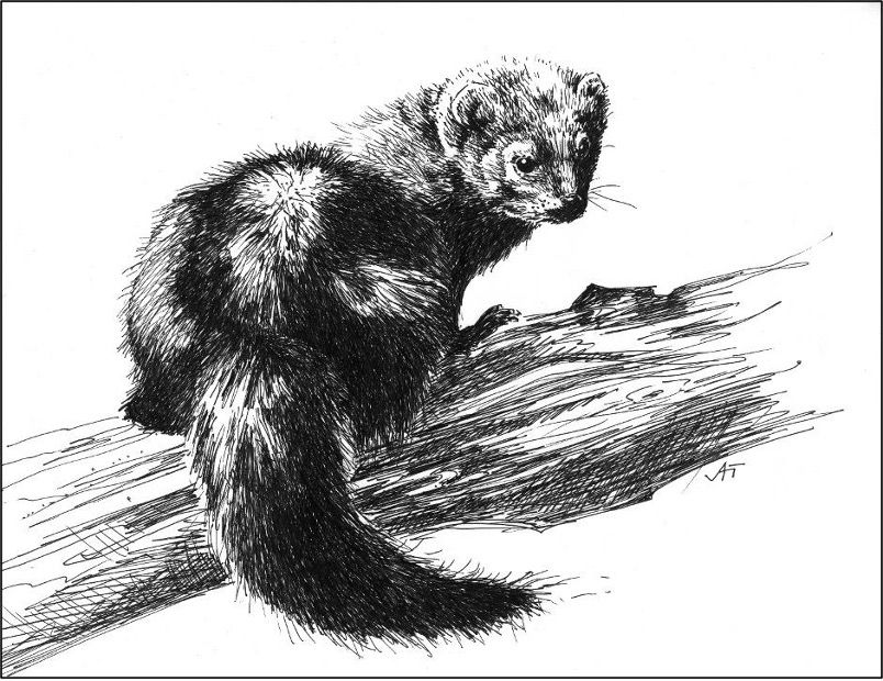 Drawing of a female fisher by Andrea Toth.