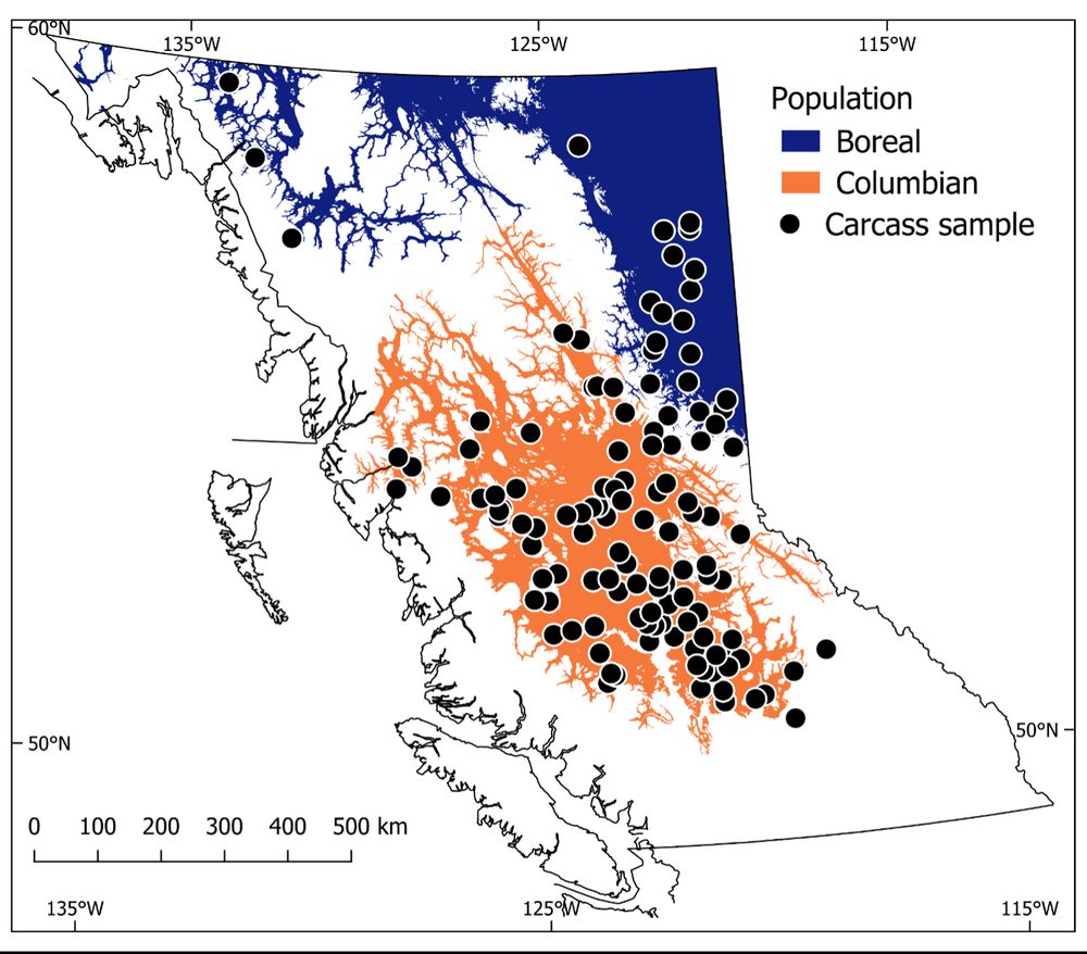 Distribution of the Columbian and Boreal populations of fishers that occur in British Columbia, Canada (adapted from Weir et al. 2024), along with locations of carcass samples collected between 1989 and 1993.