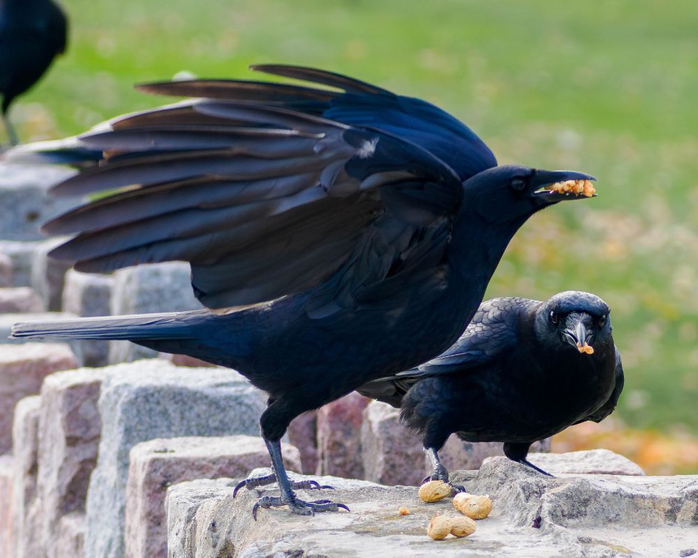 Two crows on a roughly made stone wall with pieces of walnut in their beaks. One is taking off and the other is hunkered down.