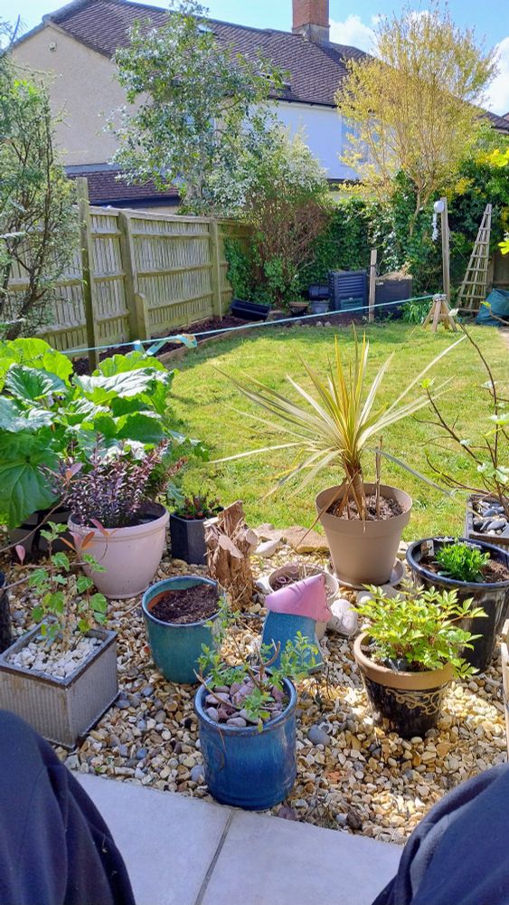 Picture of a sunny garden, with various plants (including an alba, rhubarb plant, heather and cordaline) in the foreground and a little fairy house, and in the background is a slackline that has been set up