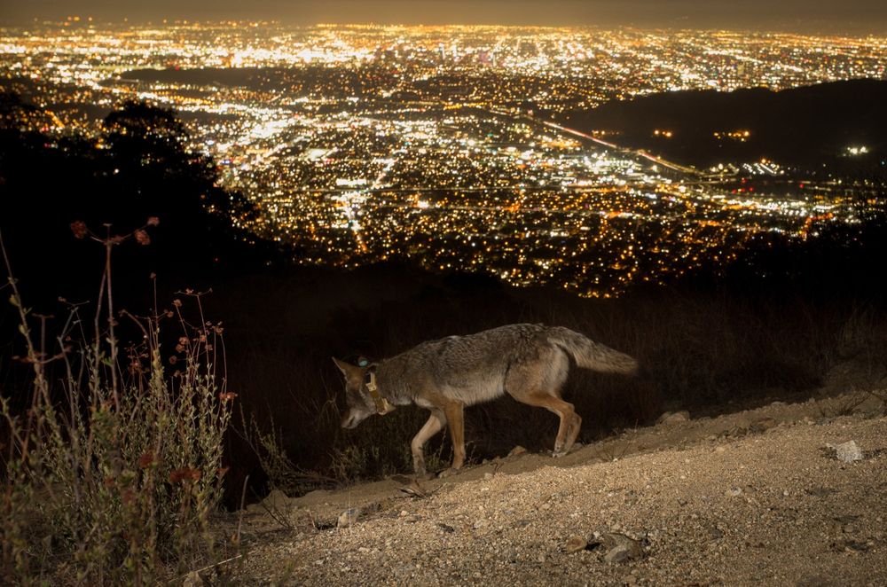 Photo taken by Johanna Turner of a coyote wearing a GPS tracking collar.