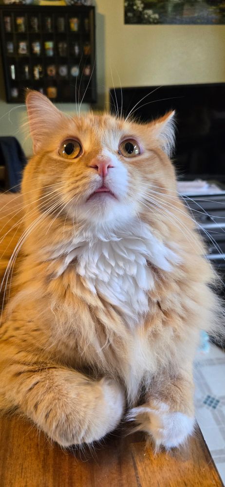 Dumb orange floof ball being dumb