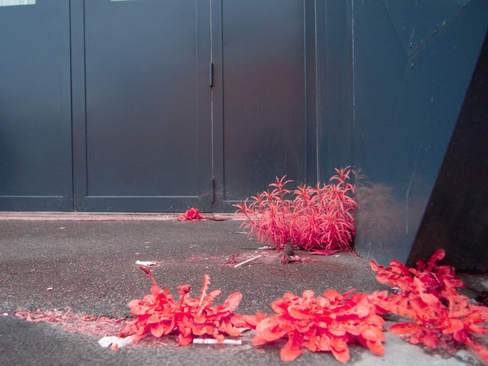Photo infrarouge de mauvaise herbe devant une porte 