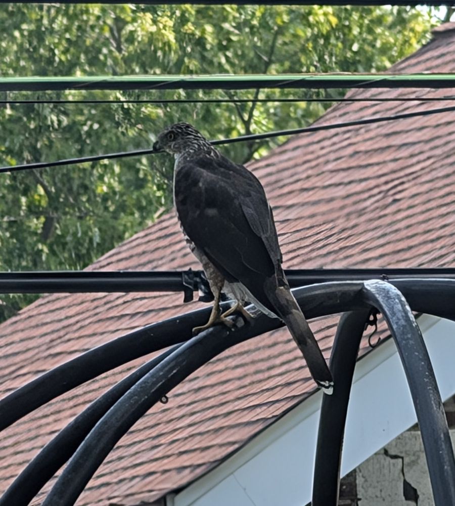 Sparrowhawk(?) or juvenile red tail 