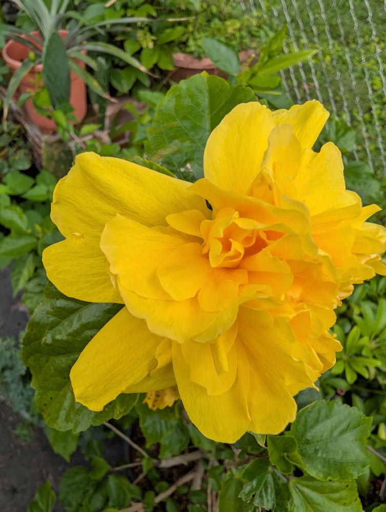 Yellow hibiscus 