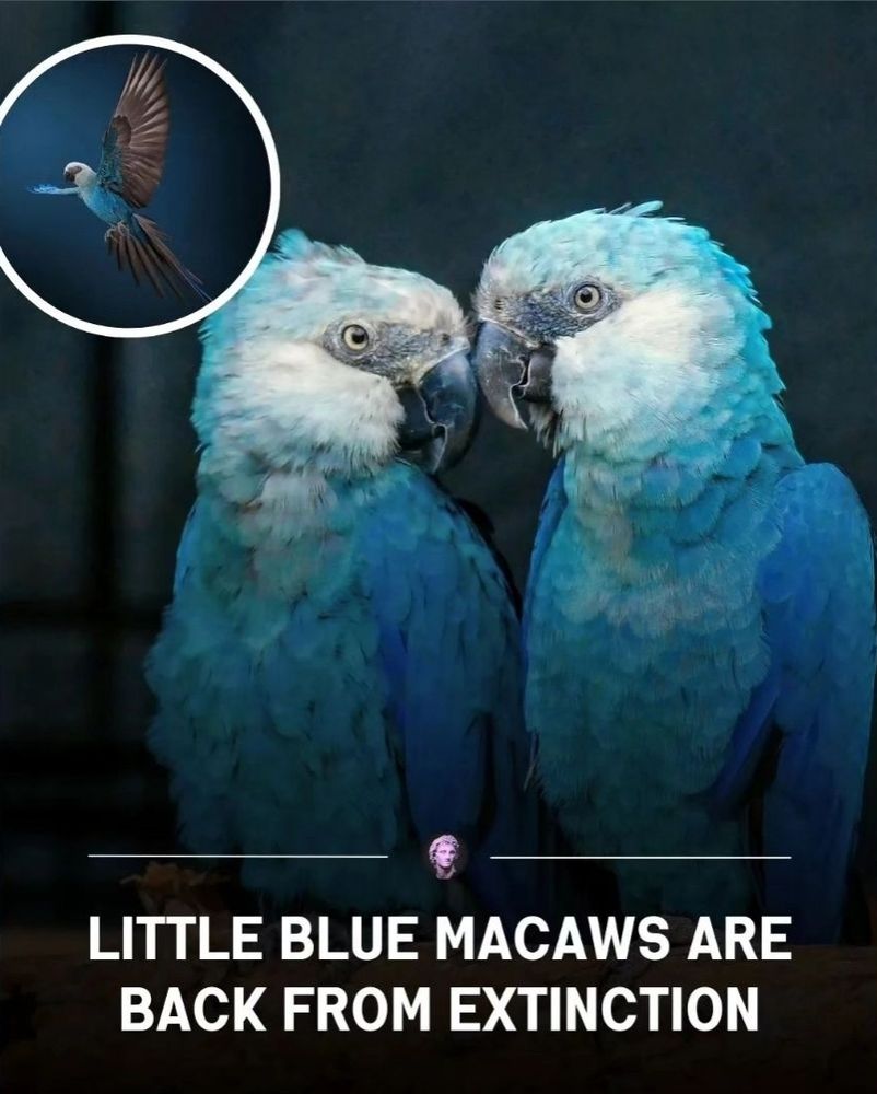 Comment image