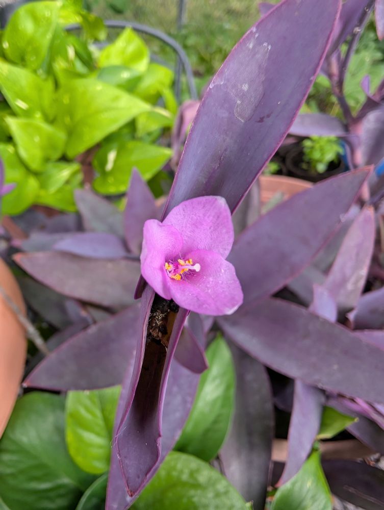 Bloom of a Wandering Jew