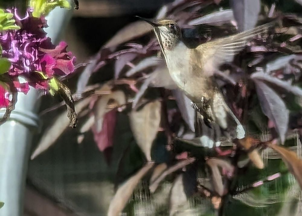 Hummingbird 