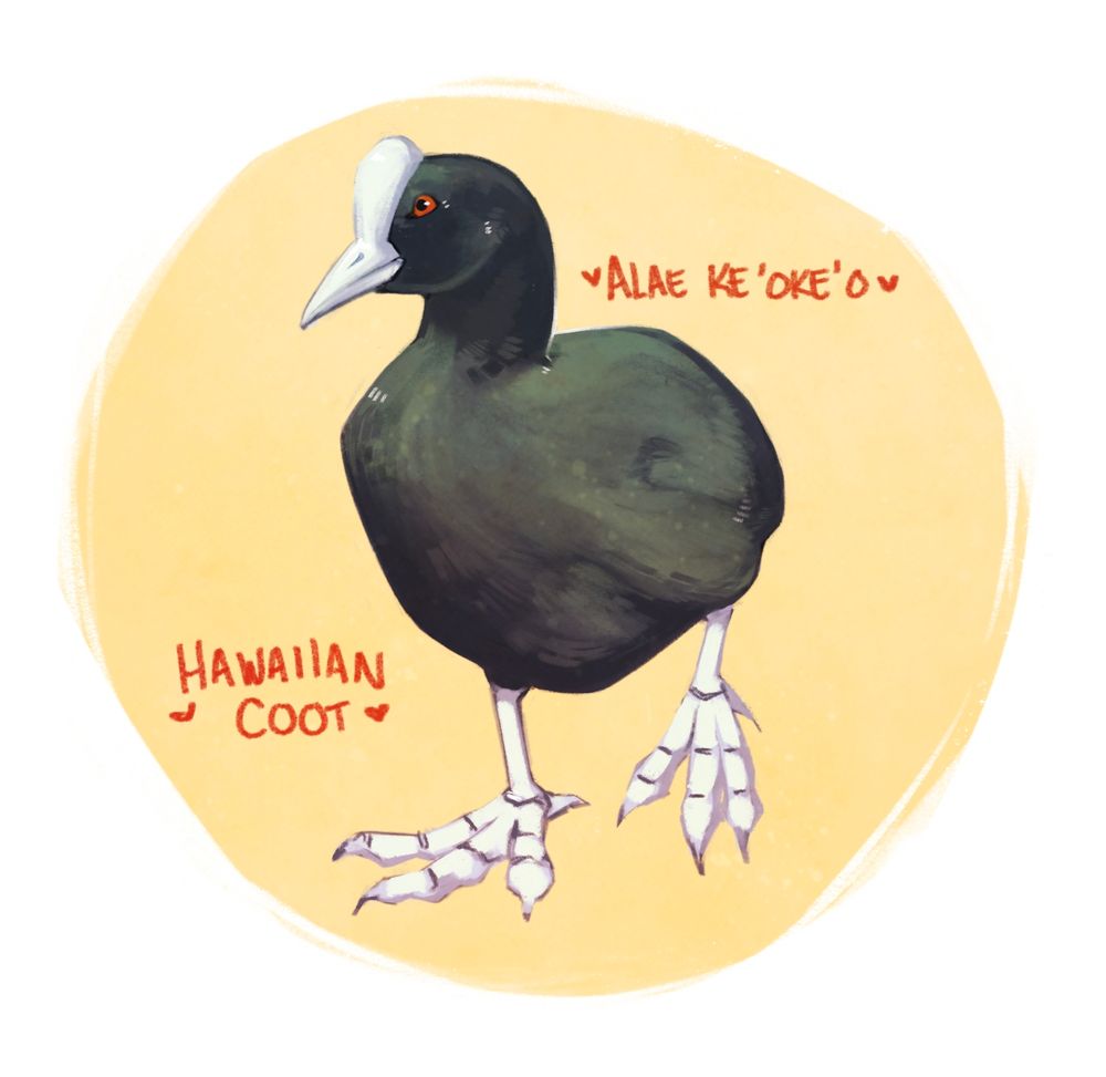 An illustration of a Hawaiian Coot, known locally as Alae Ke'oke'o. It's a black water bird with red eyes and a white beak that extends up its face, as well as giant white dinosaur looking feet. The words "Hawaiian Coot" with hearts around it is to the left and "Alae ke'oke'o" with hearts is to the right.