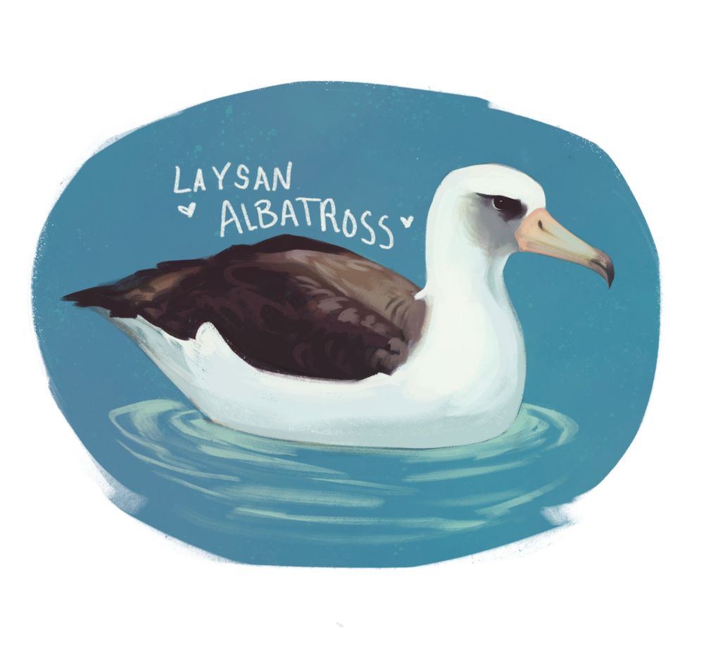An illustration of a Laysan Albatross with a blue background. The bird is red and black. The words "Laysan Ablatross" is above it with 2 small hearts around the words.