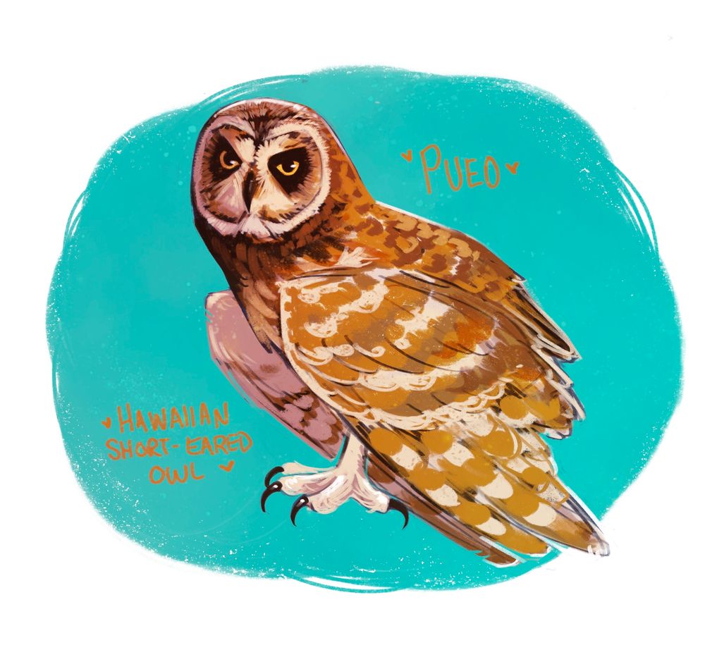 A sketchy illustration of a Pueo, the local name for a Hawaiian short-eared owl. A mostly tannish color owl with big black markings around their yellow eyes. The words "Pueo" is to the right and "Hawaiian short-eared owl" is to the left, both words surrounded by hearts.