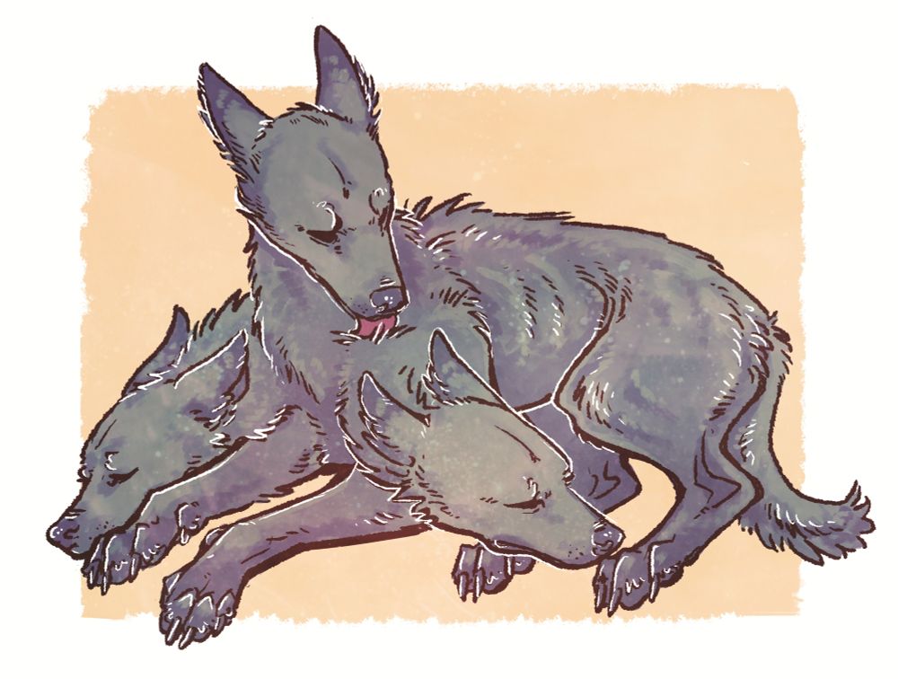 A drawing of a cerberus, 2 of the heads are napping while the middle head licks the right head's neck. They're a wolfy type breed of cerberus.