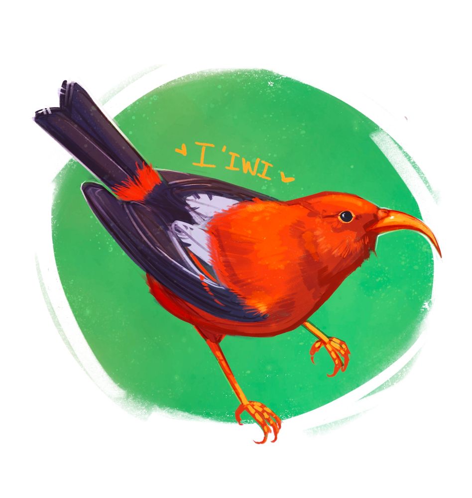 An illustration of a Hawaiian bird called an I'iwi, its mostly red and black with a downward curved beak. The name "I'iwi" is written above it with 2 small hearts around it.