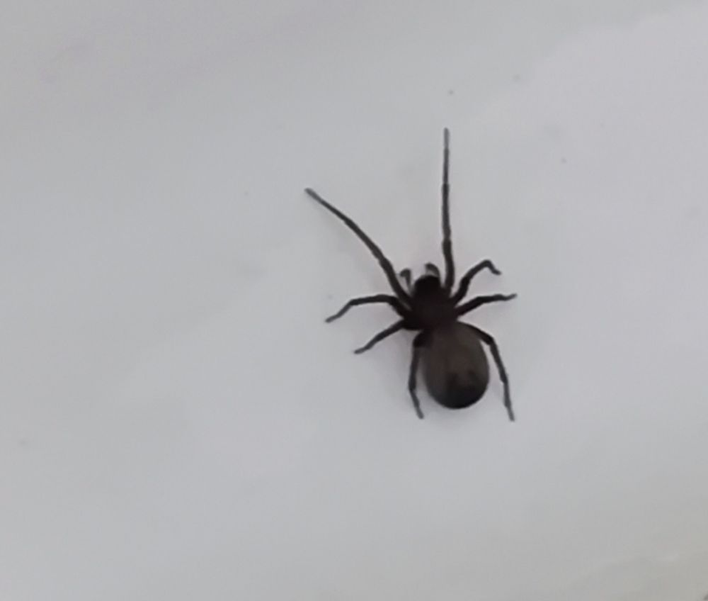 Spider in my tub