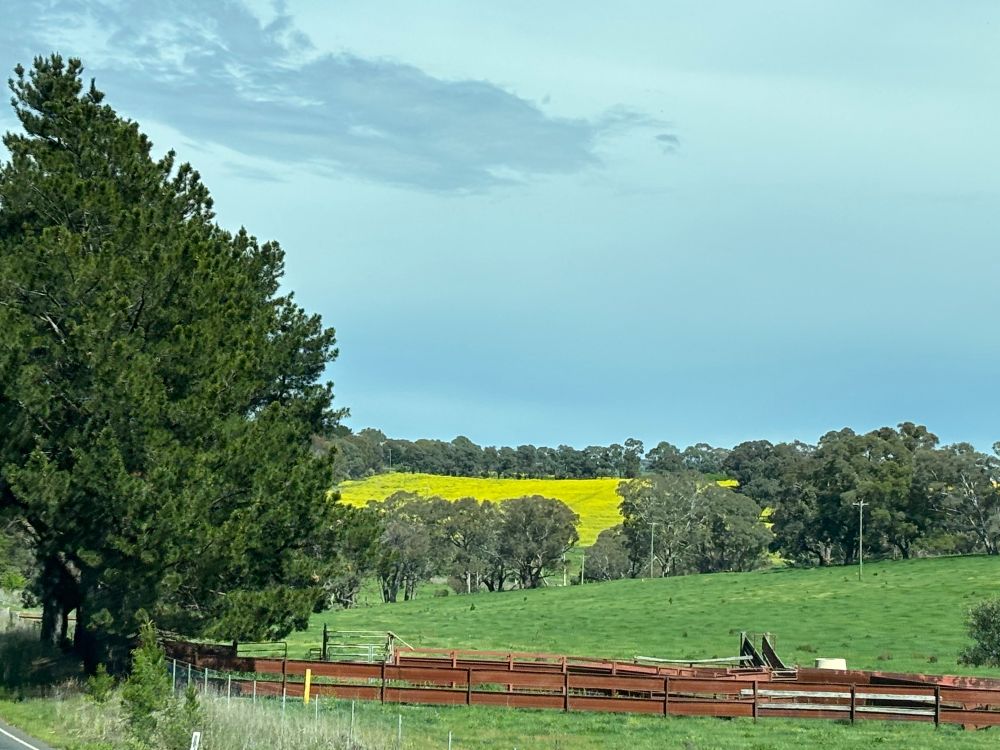 A photo from our trip
Green fields an a tree in the foreground then a line of trees beyond which lies a golden field of canola beneath a threatening sky