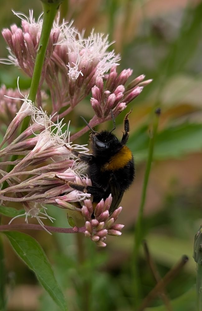 A close up photo of a large bumblebee on a wildflower. The flower has small bunches of frond-like white-pink flowers.