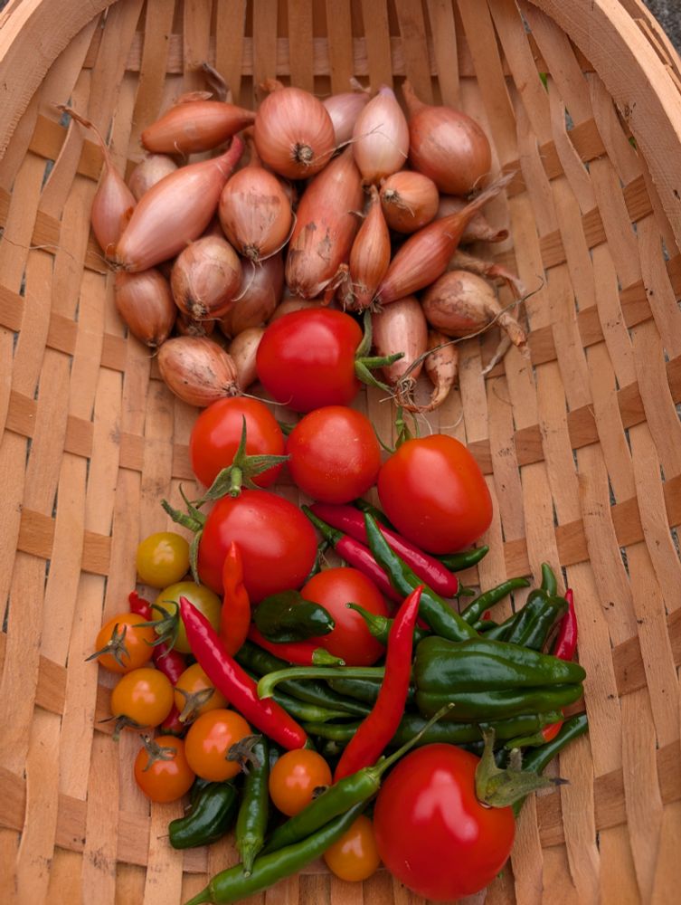 A photo of a harvest basket containing some shallots, tomatoes, red and green chillies.