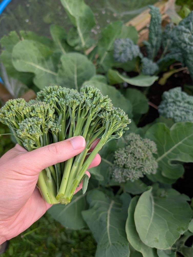A photo of my hand holding a small bunch of broccoli spears above a raised bed with various broccoli and cabbage plants, in a garden.