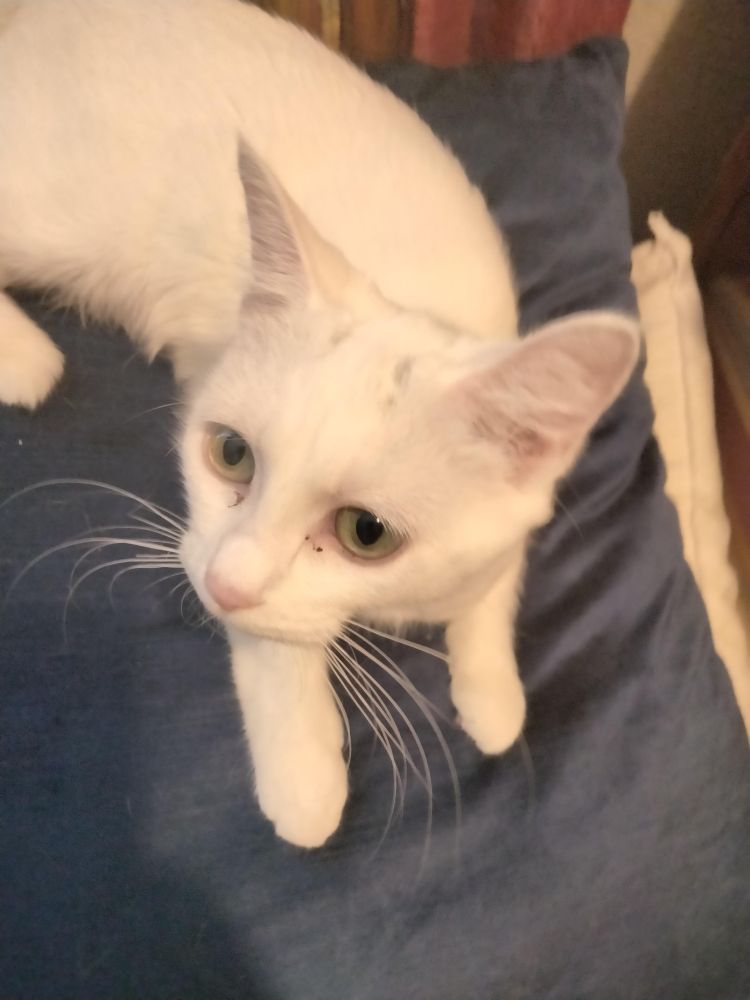 An all-white cat with green eyes standing on a black pillow.