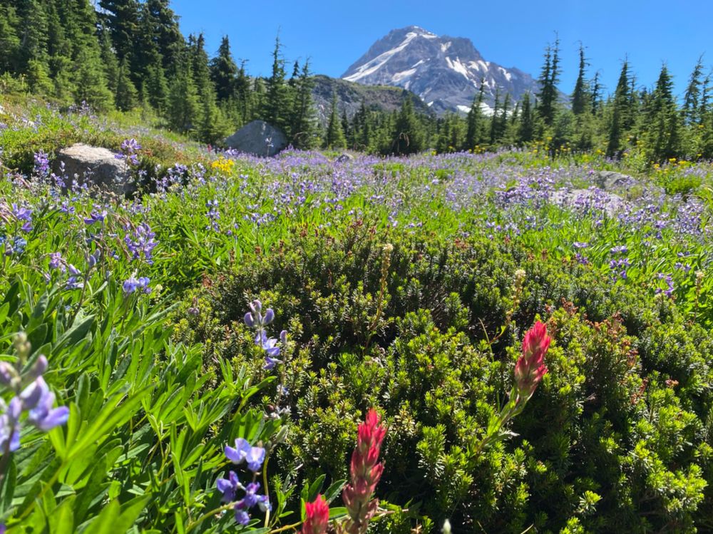 a field of purple and red wildflowers in an alpine meadow with partially snow covered mountain in the background.
