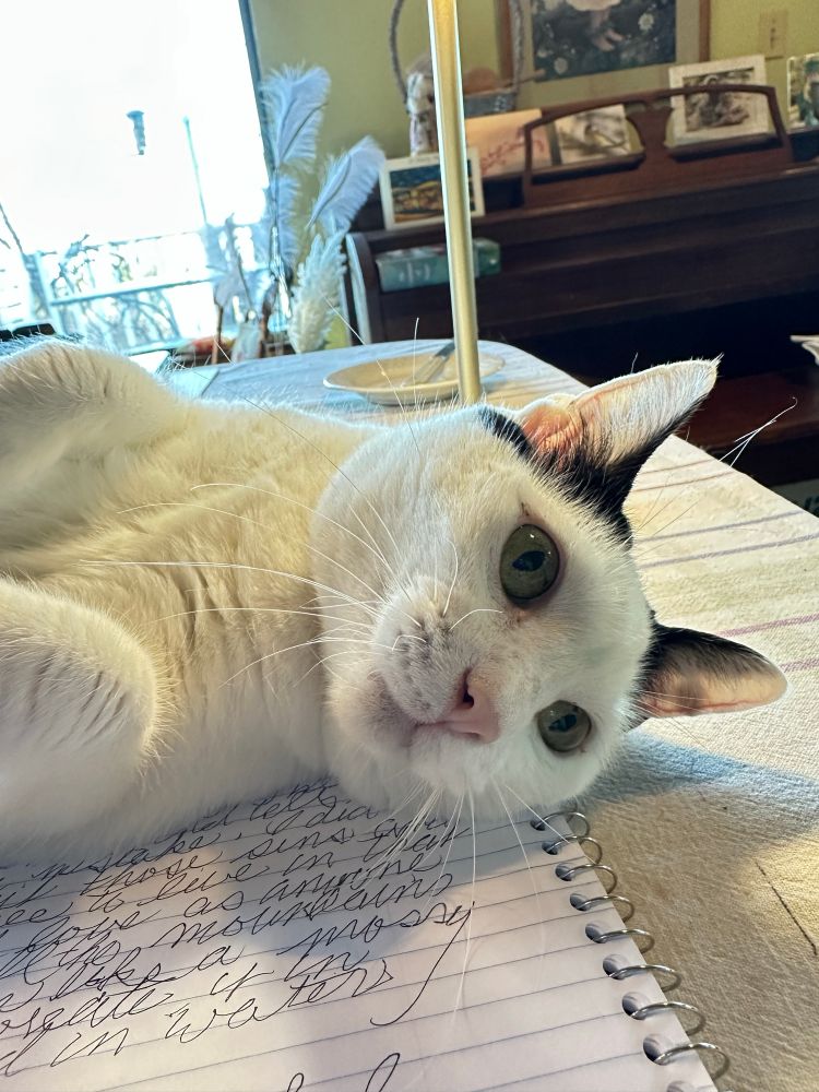  Neko, the cat, is jealous of my writing!


