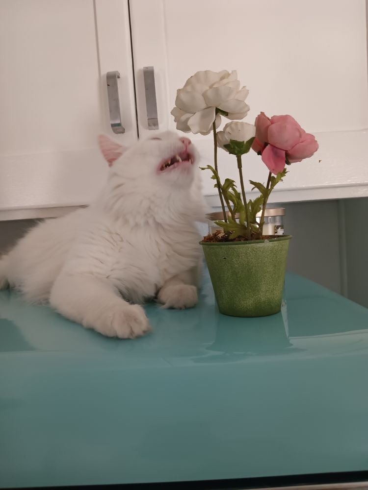 a scrongy white cat being weird about a fake plant