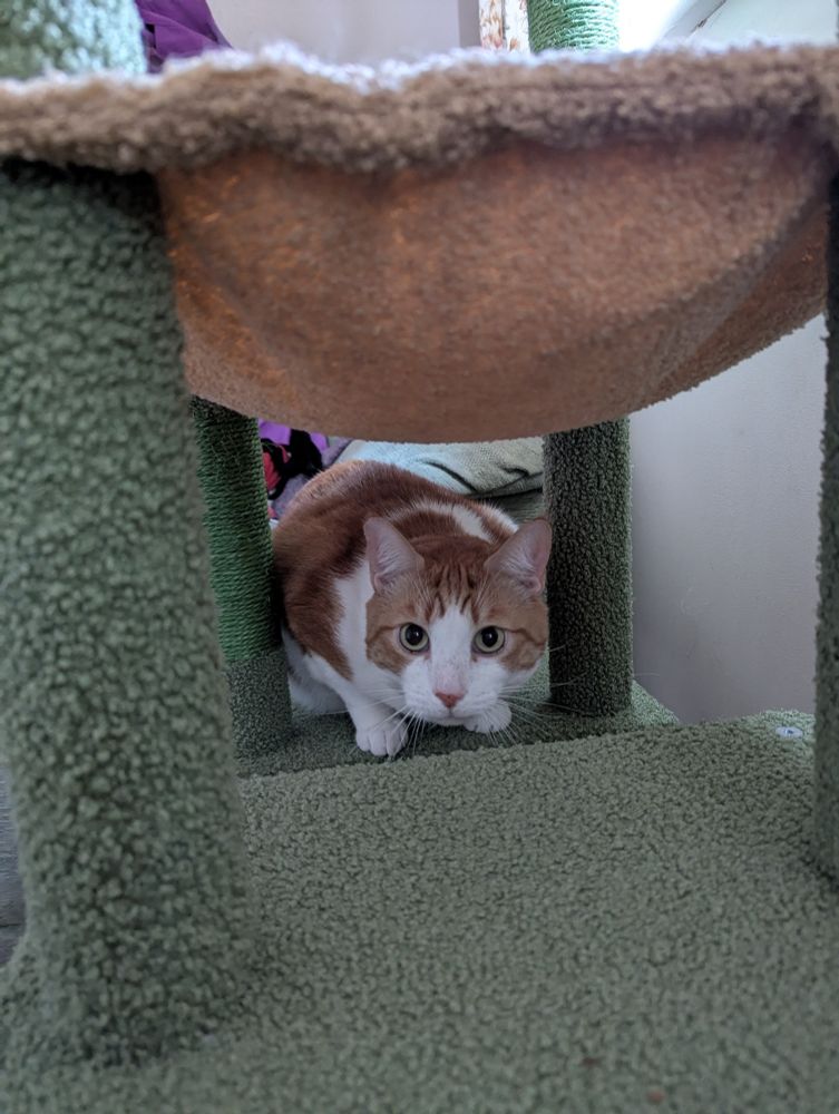 Eli the orange and white cat is hunting greebles in his green climbing tower 