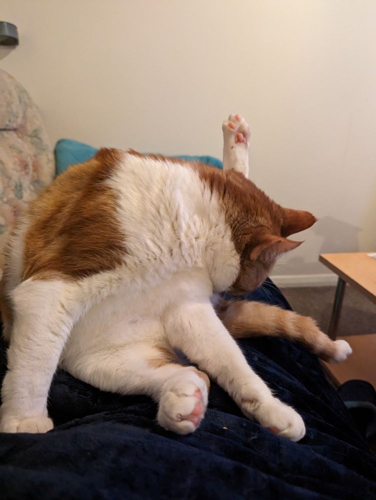 Eli the orange and white cat licking his butt with his foot in the air.