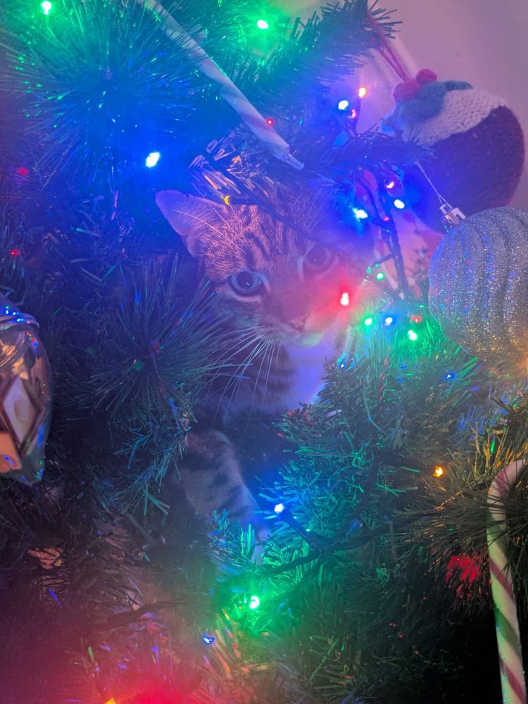 A brown tabby cat is climbing in the topmost branches of a lit and decorated Christmas tree. He is just visible through the glow of coloured lights.