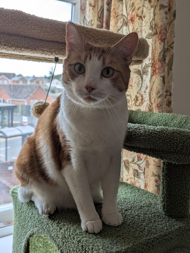Eli the orange and white cat is sitting up, looking alert 