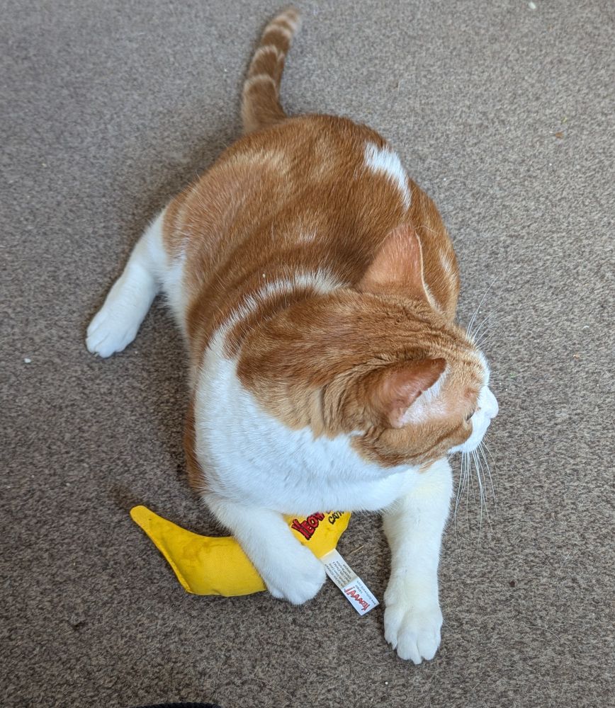Eli the orange and white cat is laying on the floor with his catnip banana 
