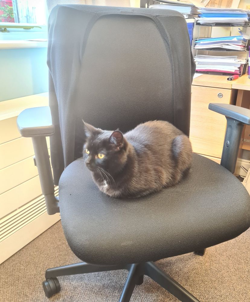 A small black cat with a white star on her chest is sitting in an office chair in a perfect loaf pose, all paws and tail tucked away. 
