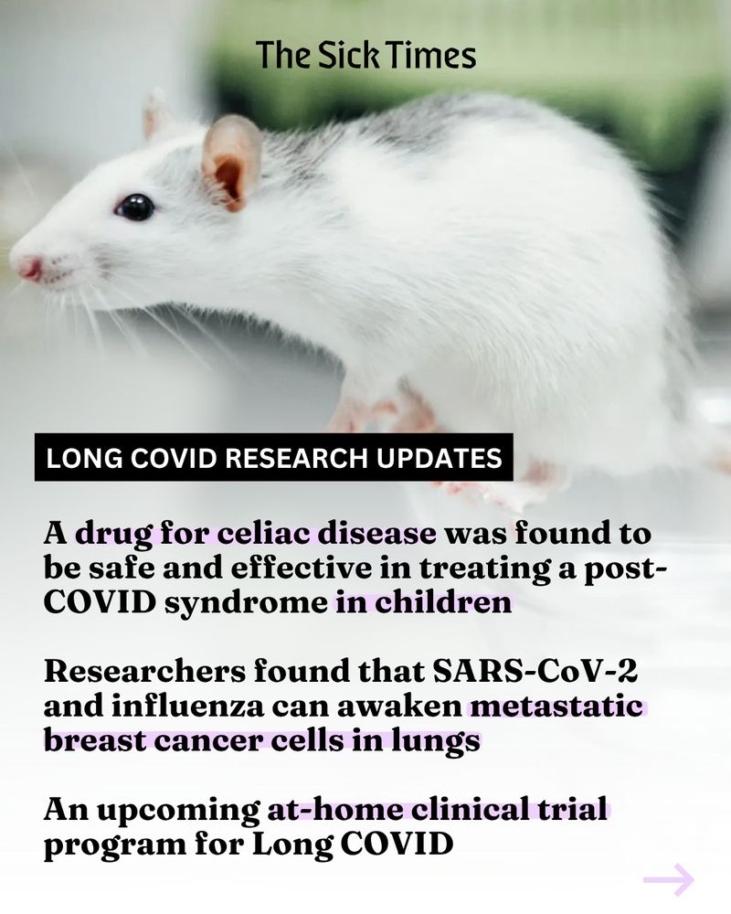 A cute white mouse perches on the side of a plastic bowl on a metal table in a research lab. The mouse has pink ears, nose, feet, and a long tail.. The text reads, "The Sick Times. Long COVID research updates. A drug for celiac disease was found to be safe and effective in treating a post-COVID syndrome in children. Researchers found that SARS-CoV-2 and influenza can awaken metastatic breast cancer cells in lungs. An upcoming at-home clinical trial program for Long COVID."