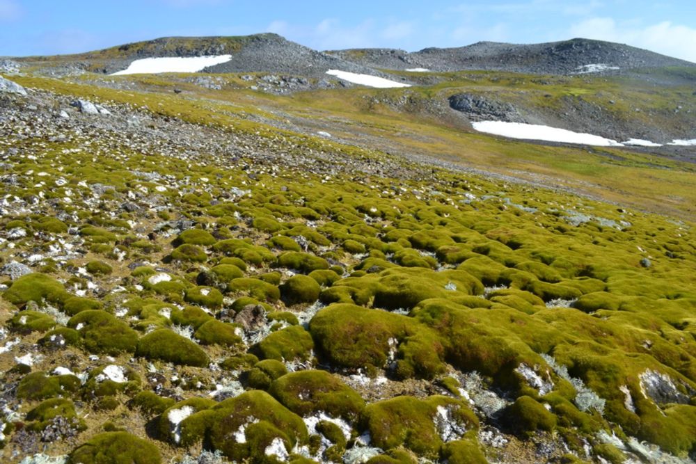 Antártica está 'ficando verde' em ritmo acelerado, alertam cientistas; veja FOTOS