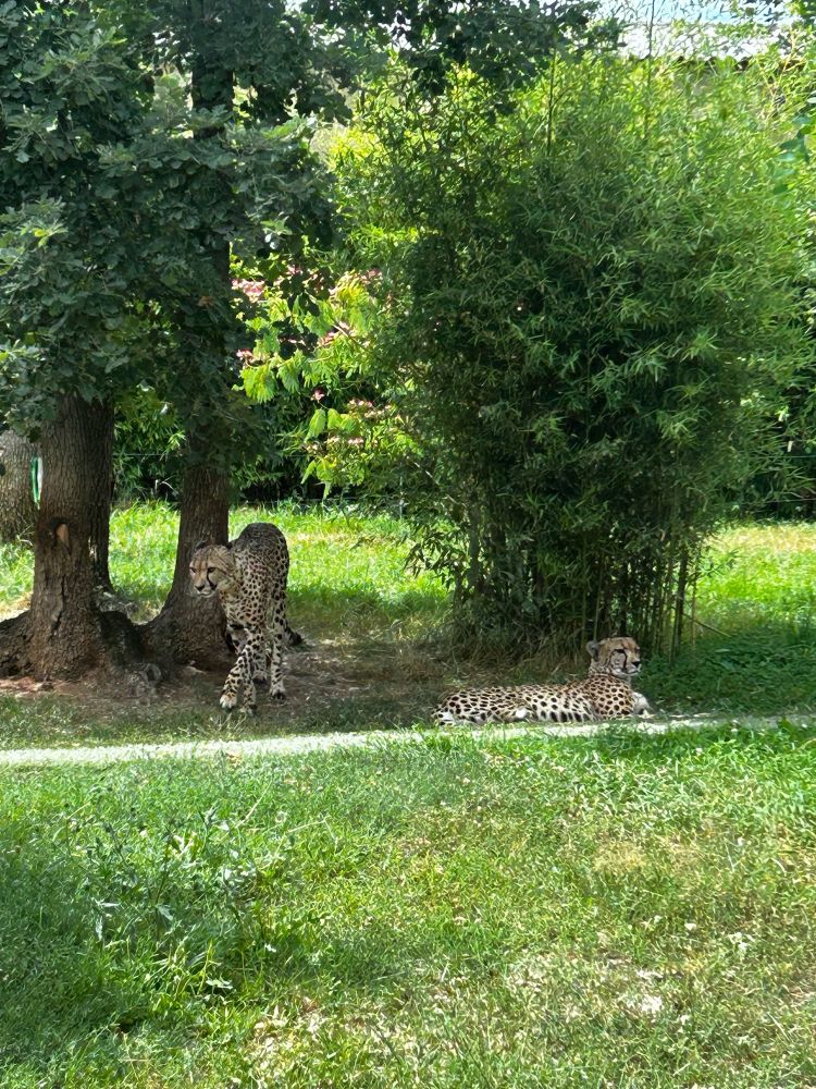 Zoo African safari - Guépards 🐆