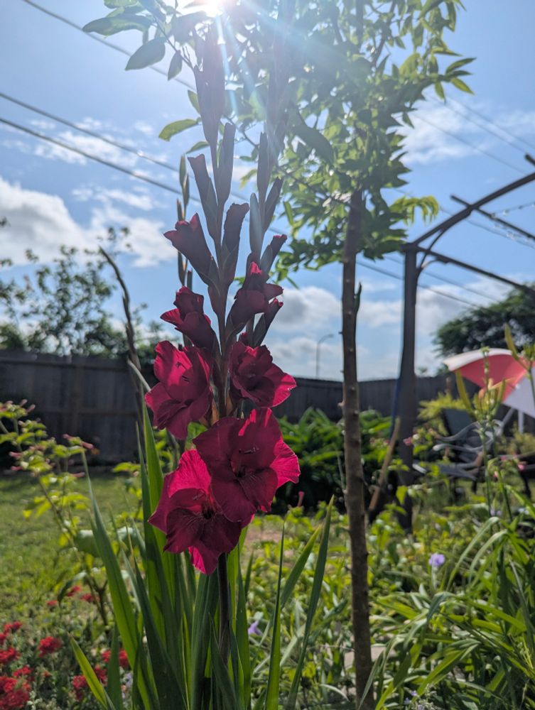 Gladiola blooms