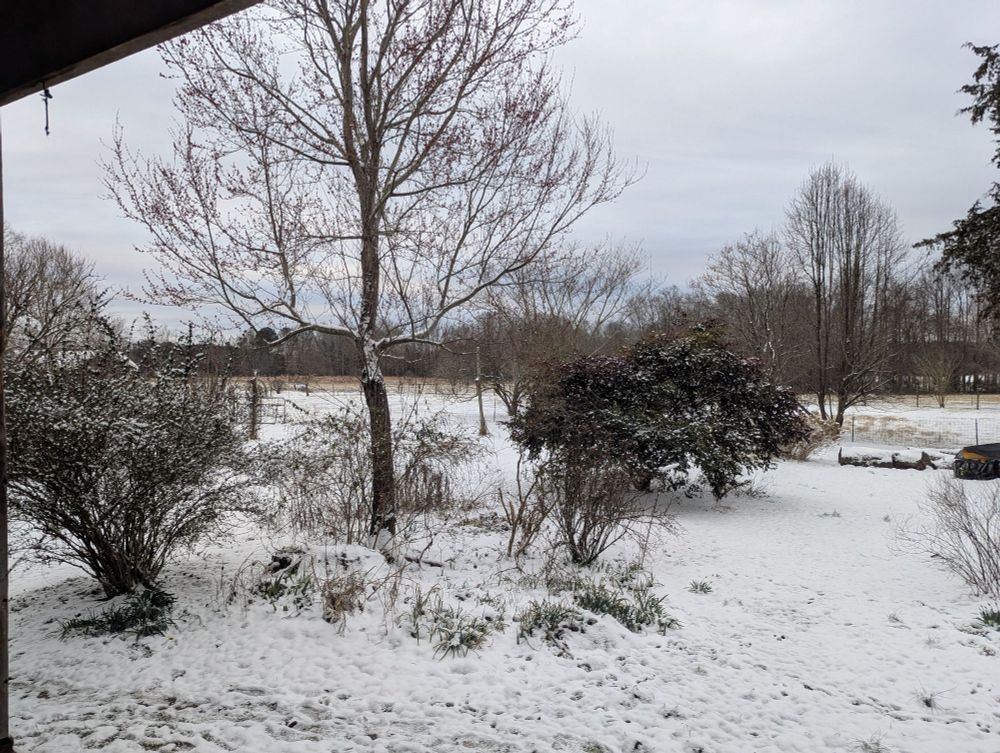 2 inches of North Carolina snow on an assortment of trees, bushes, and lawn.