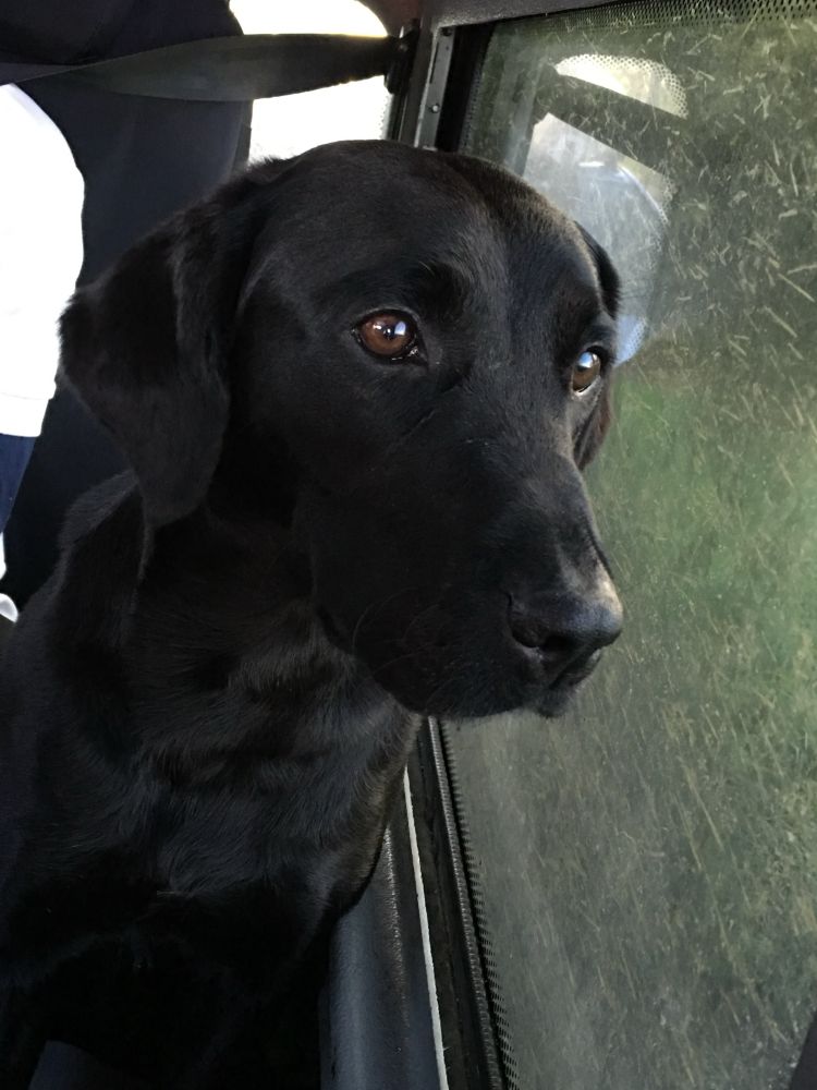 Black Labrador cross head and shoulders sitting in a car looking dreamily out of the window which is steamed up. She has a kind, gentle face with chocolate brown eyes and a shiny nose.