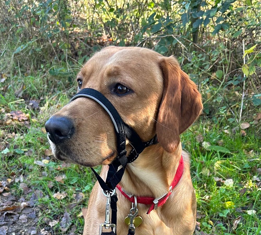 Handsome dark golden Vizslador, head and shoulders view, wearing a black head collar and red collar. Green grass, scrub and hedgerow are behind him.
