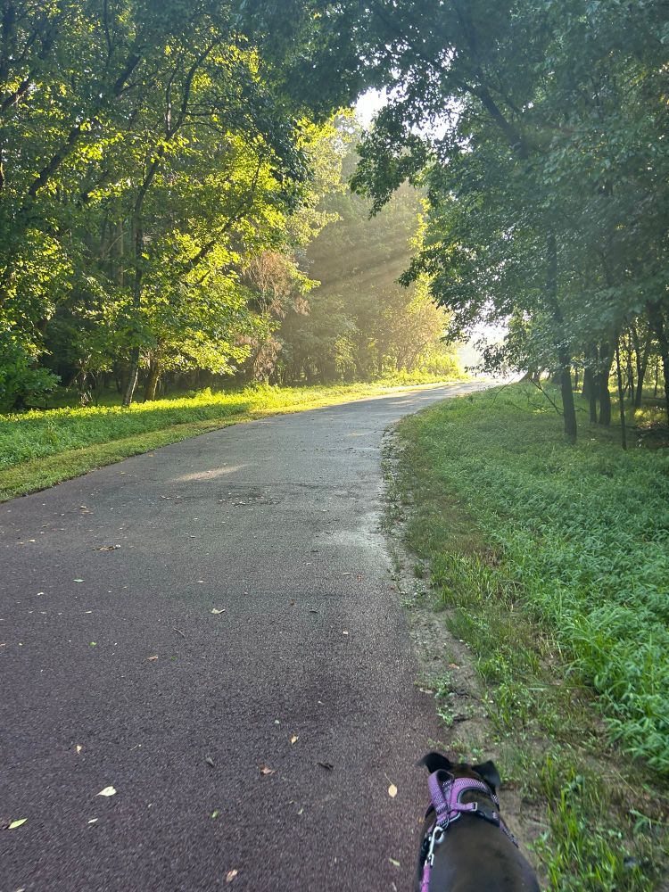 Sun rays poke past an edge of trees on a walking path in a public park. The path has greenery and trees on each side, and there is a black dog on a leash leading the way in the bottom right corner of the picture. 