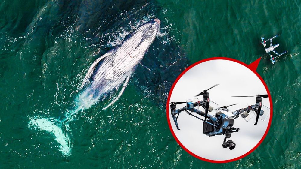 Biologist Explains How Drones Catching Whale "Snot" Helps Research