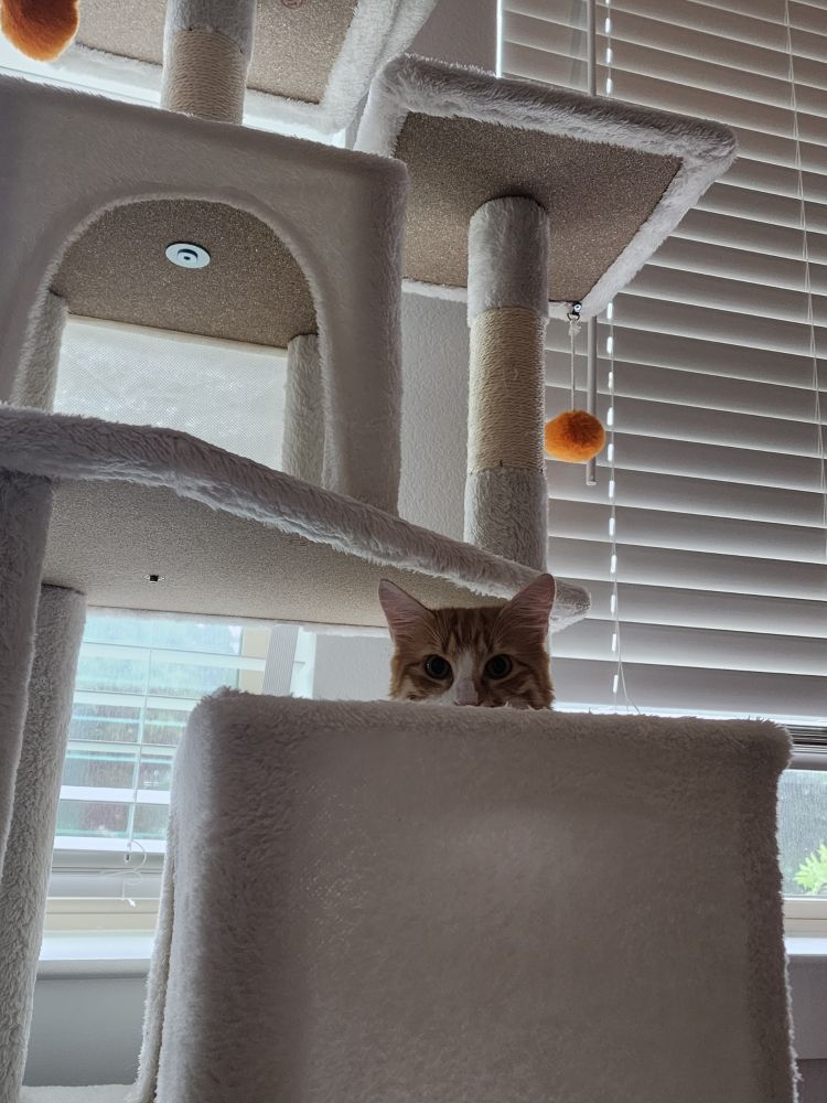 Blaze the beautiful orange and white kitty, sister to Aster, playing peek-a-boo with her mommy, looking out the top of her favorite box area on a beige cat tree. The view is upward and and three other levels on the cat tree can be seen, and 2 Orange fluffy balls hanging to be played with.  