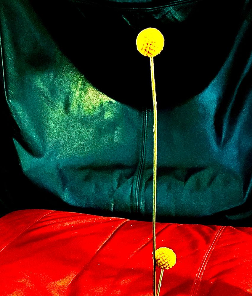 Trommelschlägerblüten