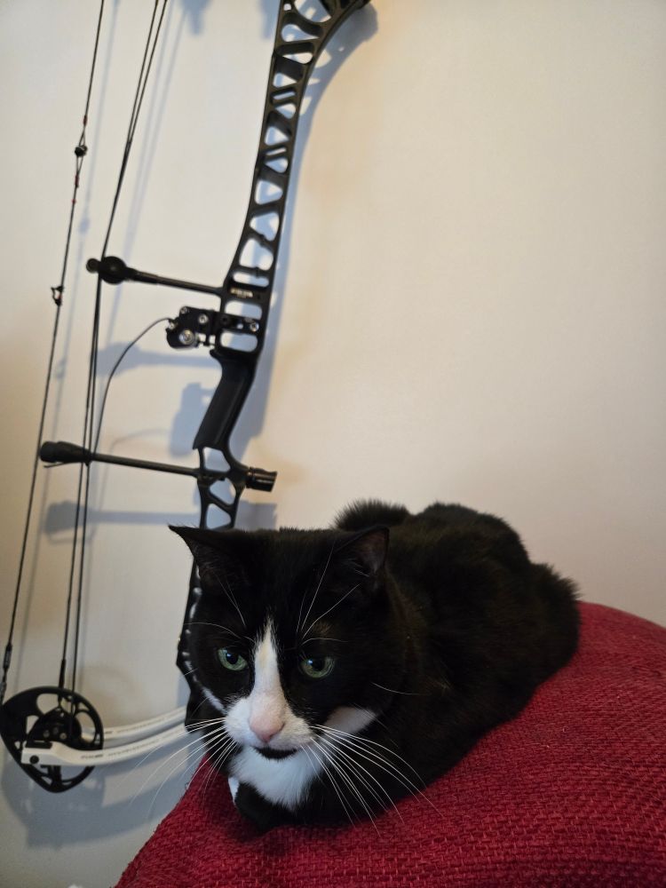 A black and white cat sulking on a red cushion